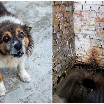 Spąstai kapinių lauko tualeto duobėje: gailus šuns inkštimas išdavė nelaimę