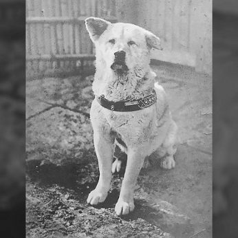 Garsiajam Hachiko – 100 metų: širdį verianti atsidavusio šuns istorija apie besąlygišką meilę