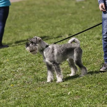 Įspėja augintinių šeimininkus: pasivaikščiojimas Kauno parke gali būti lemtingas