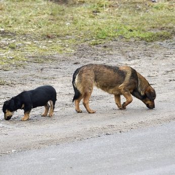 Dar viena Azijos šalis siekia uždrausti valgyti šunų mėsą: daugumai pritariant, atsirado ir skeptikų