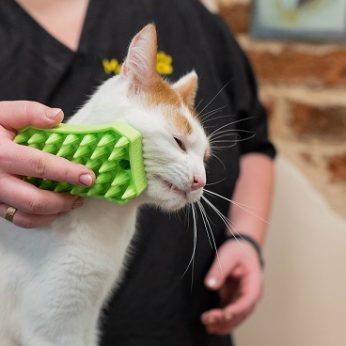 Veterinarijos gydytoja pataria ką privalu žinoti apie kasdieninę katės priežiūrą