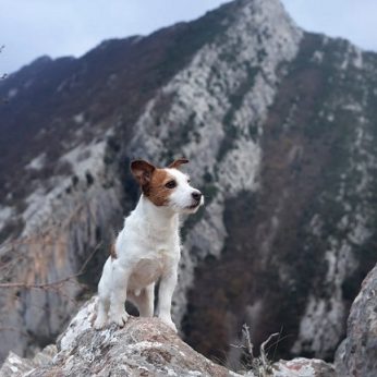 Neįtikėtina šuns ištikimybė: kalnuose prie savo negyvo šeimininko palaikų išbuvo net kelis mėnesius