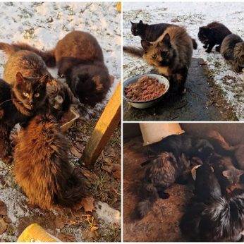 Tragiška situacija Kupiškio r.: močiutė vienkiemyje dalijasi paskutiniu kąsniu su 18 išmestų kačių