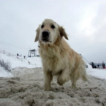 Už netinkamą šuns priežiūrą – apribotas laisvė, konfiskuotas augintinis ir 3 tūkst. eurų paplonėjusi piniginė