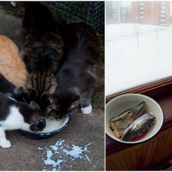 Nustebsite sužinoję, kodėl katėms negalima duoti žuvies ir pieno